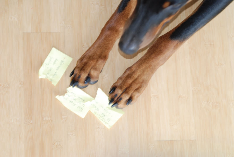 The Dog Ate My Copy Edit Susan Wiggs